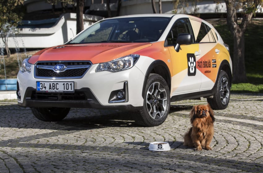  Subaru ve National Geographic işbirliğiyle Pati Birliği