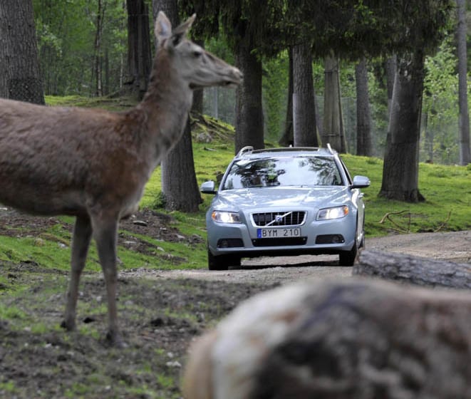  Volvo’dan vahşi hayvanlara önlem