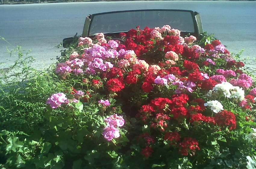 Romantik Lada botanik!